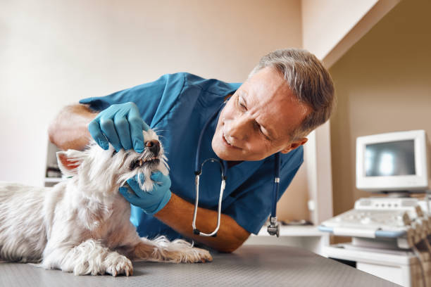 Best 24-Hour Emergency Dental Care in Lincoln, MO